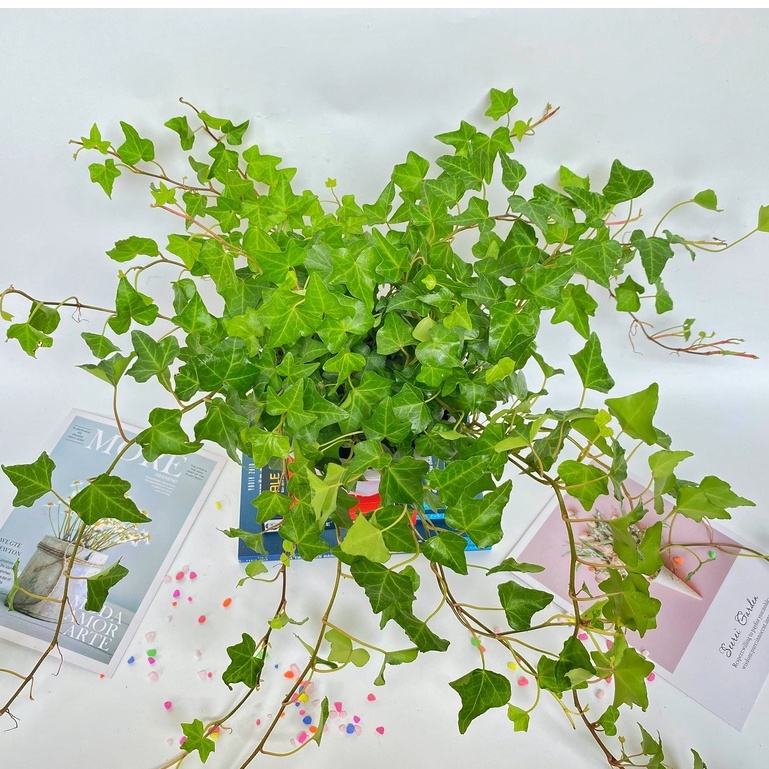 Cây thường xuân  trồng chậu treo, cây cực nhiều nhánh lá xanh tươi quanh năm và dễ chăm sóc