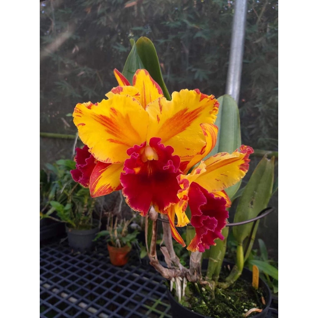 Hoa lan cattlaya cây thuần vườn