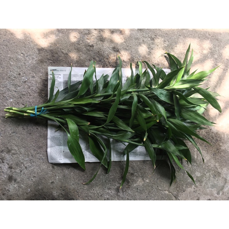 Combo 10 cây Phát Tài lá xanh cao 35cm-45cm như hình chụp