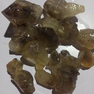 100gr Mầm khói tự do mini Smoke Gold