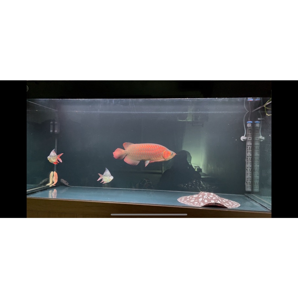 Đèn T10 Plus dành cho cá rồng huyết long, cá đĩa, đèn đỏ cá không đỏ nước