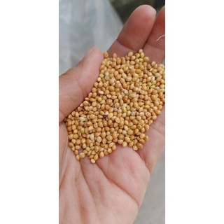 Hạt kê vàng cho hamster 200g dùng thử.