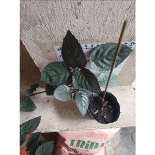 Cây giống trà Ô long