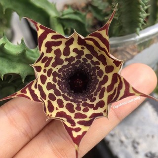 Cây hoa sao biển Cóc nhiệt đới
