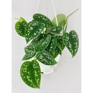 Chậu cứng Pothos Satin- Trầu bà Pháp