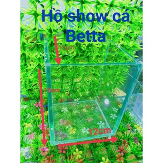 Hồ kính mini - Keo show betta guppy kích