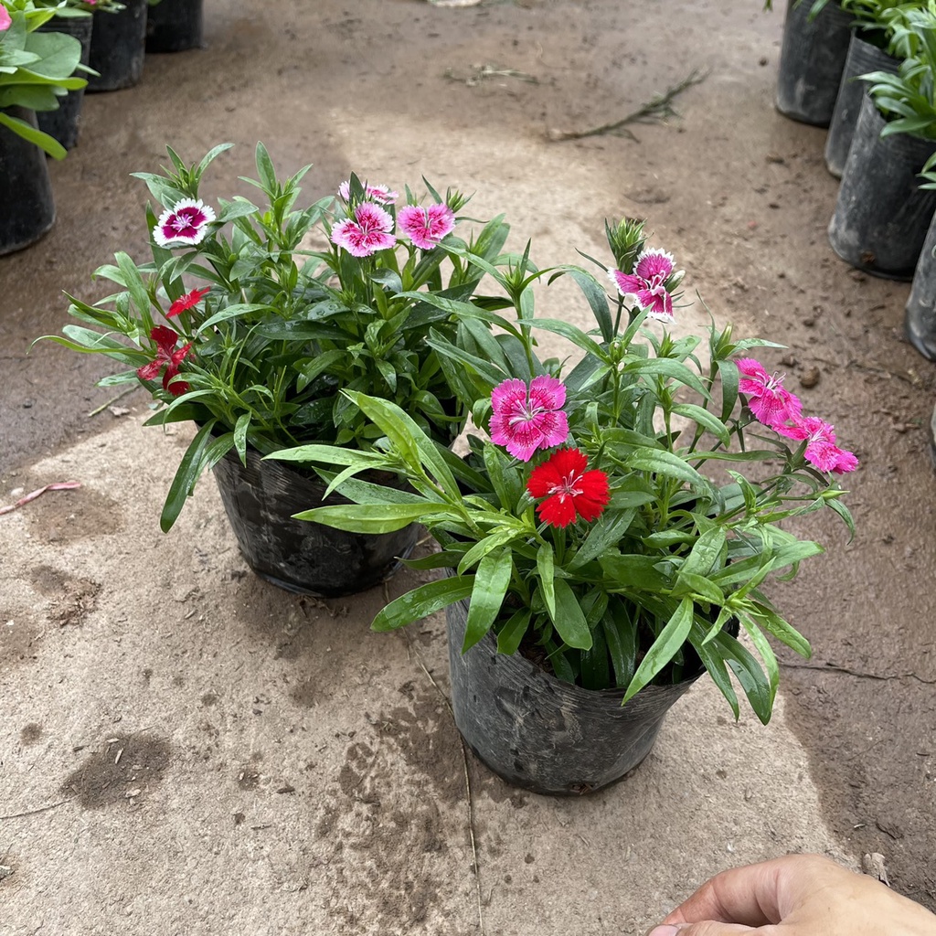 Cây Hoa Cẩm Chướng Trồng Sẵn Mix 2,3 Màu,Hoa Bền Và Lâu Tàn