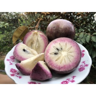 Cây vú sữa Mica (ảnh thật số 2)