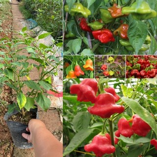 Cây ớt hoa hồng đang hoa và quả