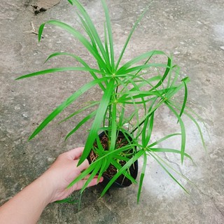 Cây thủy trúc