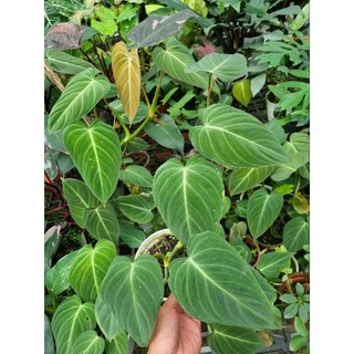 Cây trầu bà Melano - Philodendron Melano