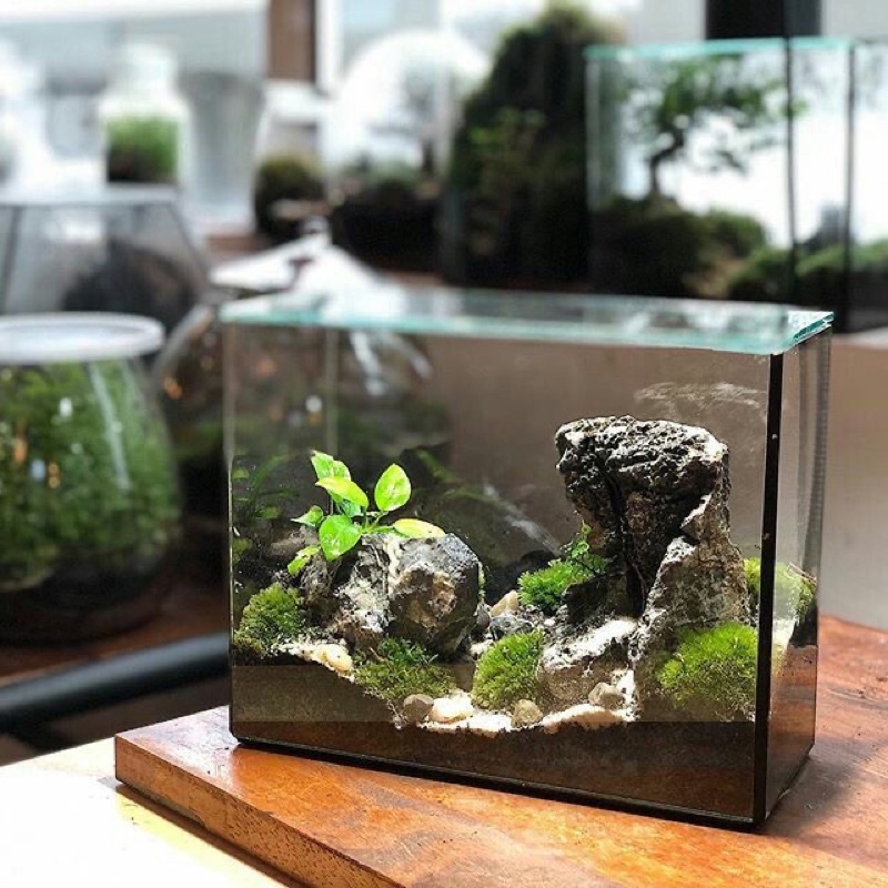 Bể kính terrarium chữ nhật kích thước 20x18x13