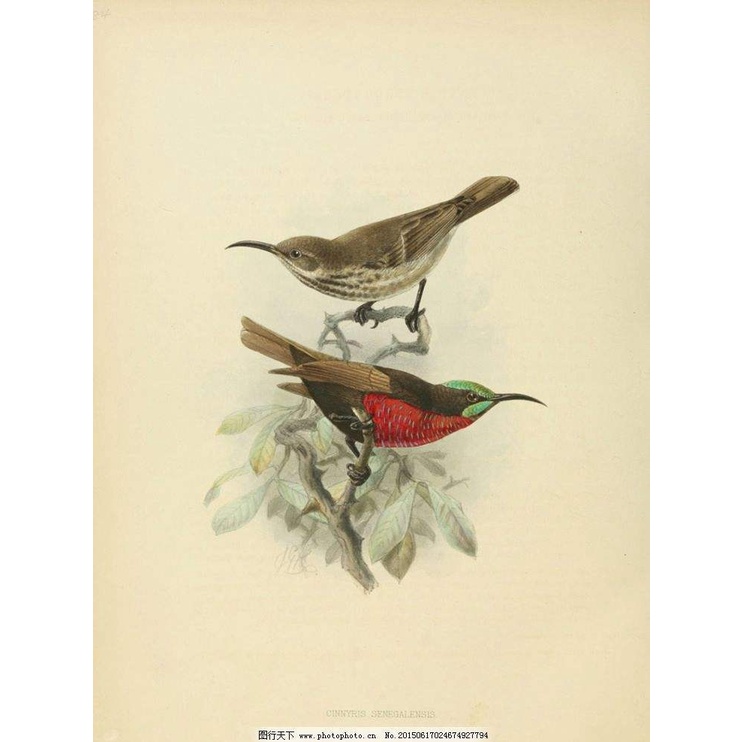 Cám Hút Mật Cường Phạm số 2 - Cám Hót