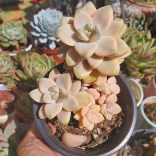 Cây sen đá nâu var, đã thuần khí hậu nóng, khoẻ đẹp, hoàn tiền khi cây bị hư hoặc lỗi