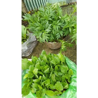 10 cây đu đủ tứ quý