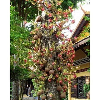 CÂY GIỐNG SA LA ( CÂY THA LA )