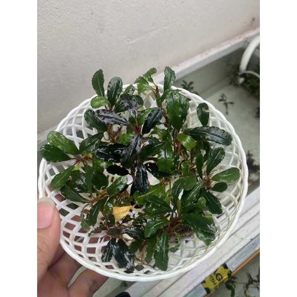 1 rổ bucep 9-10 ngọn hàng cạn ,lá nước màu đỏ