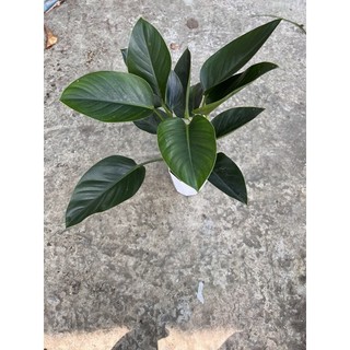 CÂY TRẦU BÀ ĐẾ VƯƠNG  XANH