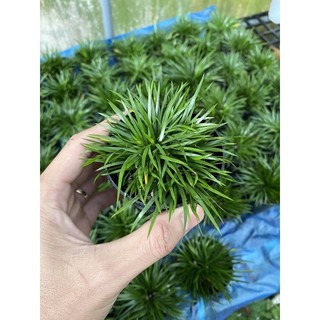 Thạch xương bồ, cỏ thơm
