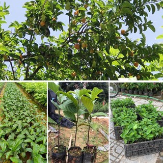 CÂY CHAY RUỘT ĐỎ