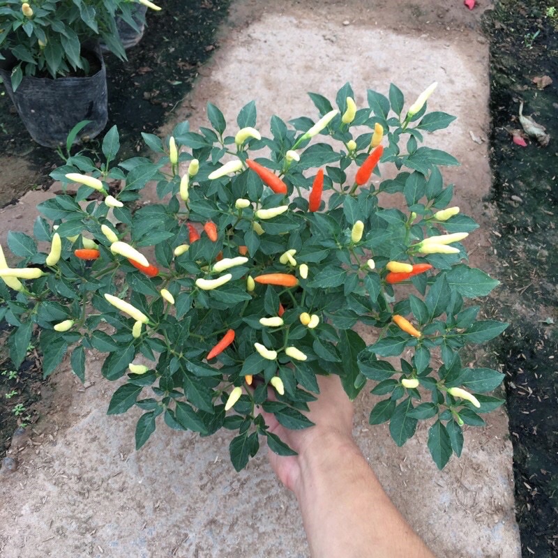 Cây ớt chỉ thiên siêu cay