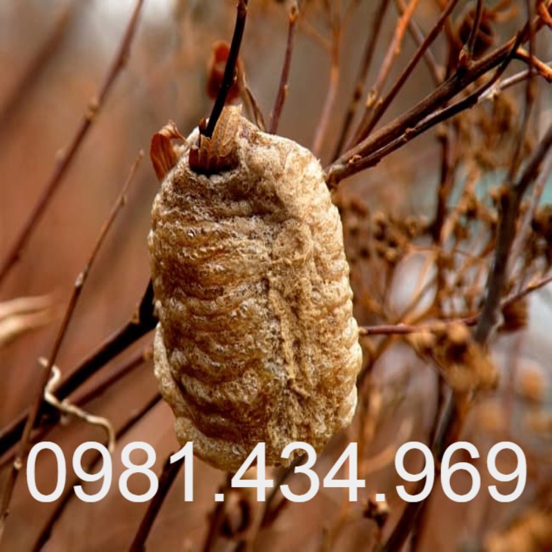 Tang Phiêu Tiêu  khô Mủ tai