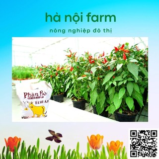 700gr phân bò xử lý hữu cơ