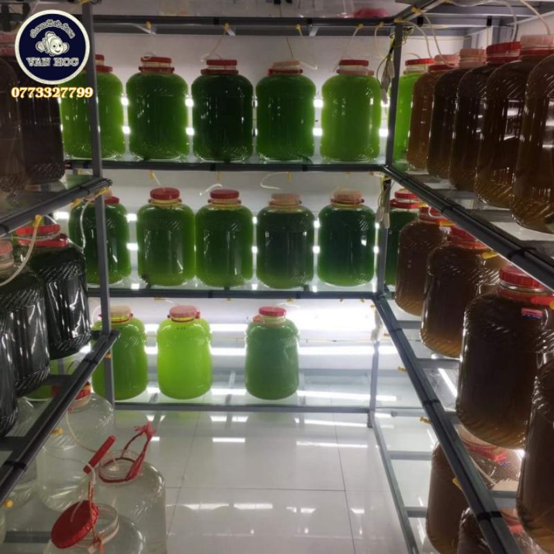 Phytoplankton- thực vật phù du - vi tảo