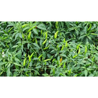 Phân bón vi lượng - 3G Bung chèo phân nhánh