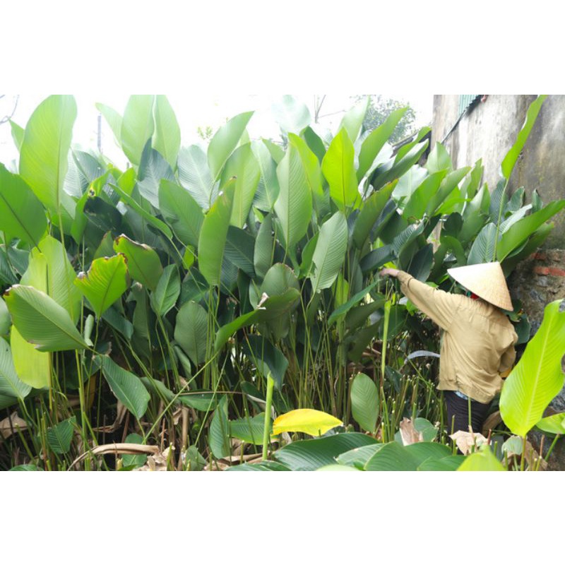 Cây giống lá dong rừng gói bánh chưng