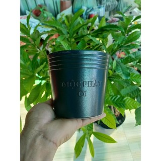 Chậu nhựa chất lượng c6