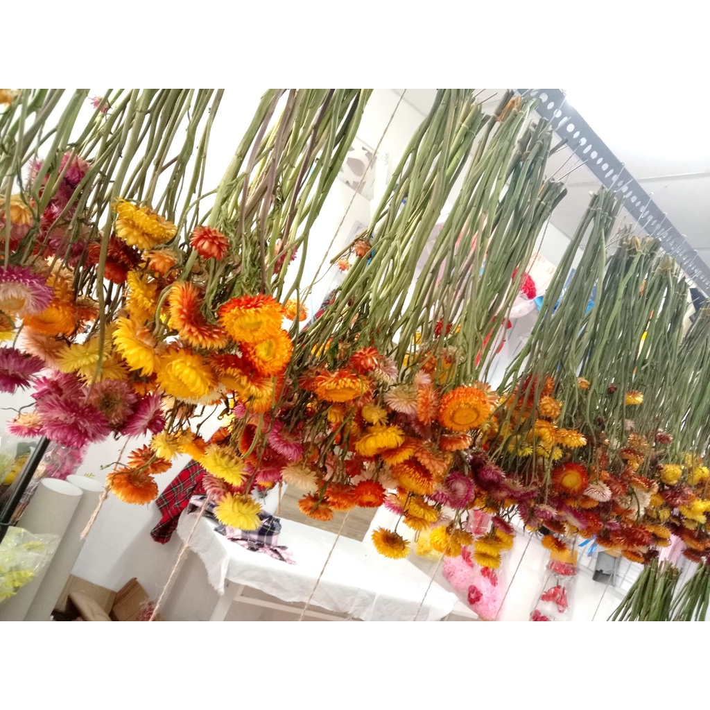 Hoa khô - bó hoa cúc bất tử - 20 bông