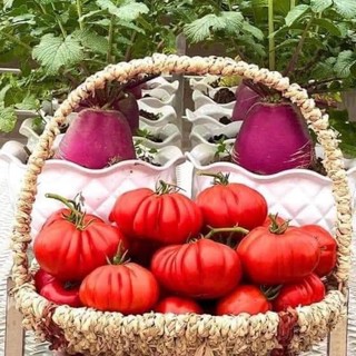 Hạt giống cà chua múi khổng lồ - nhập khẩu nga