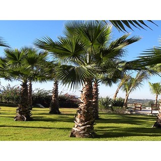 Hạt giống cây cọ mỹ ( Pritchardia filifera ) - 5 hạt (TẶNG gói kích thích hạt nảy mầm)