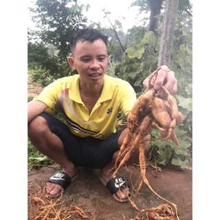 Củ sâm nam núi dành tươi (500g)