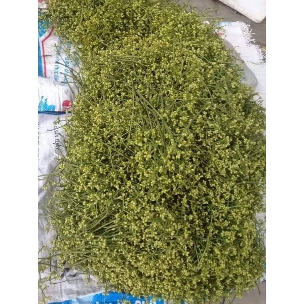 Nụ Vối khô sạch