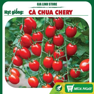 Hạt giống cà chua cherry đỏ siêu trái TOMATO F1