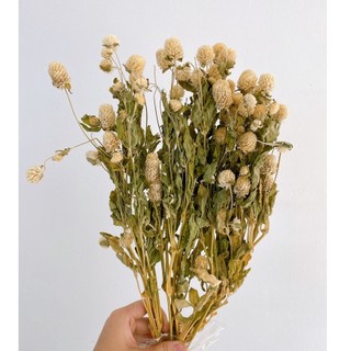 Cúc bách nhật, hoa khô decor