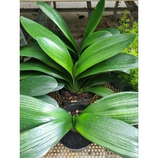 Cây lan quân tử (Clivia nobilis)