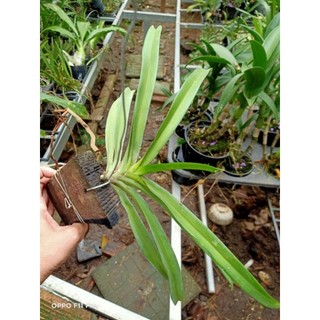 Chồn hồng ghép gỗ sắp hoa