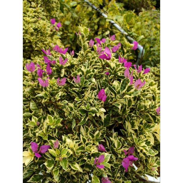 Chậu hoa giấy cẩm thạch