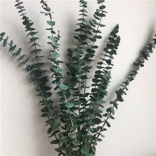 Cành lá khuynh diệp khô xanh lá đậm loại dài 60-80 cm