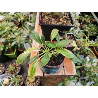 Hạt Mặt Trời Dorstenia sp