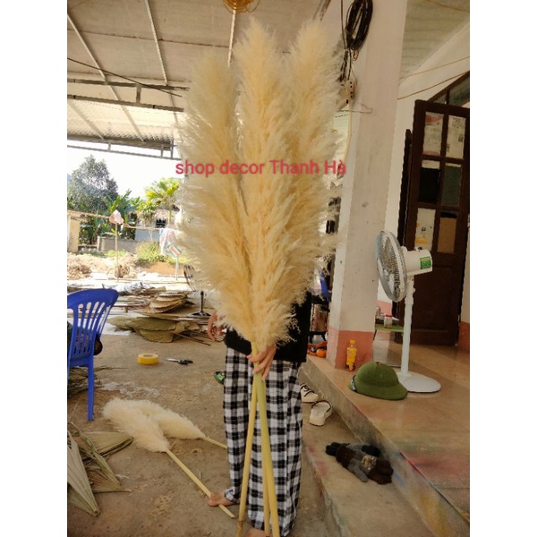 Combo 3 cành lau màu trắng kem