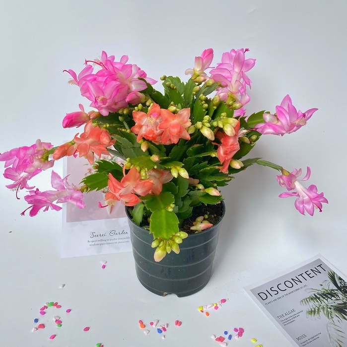 Cây lan càng cua cao 15cm bụi to khỏe hoa nở bắt mắt dễ chăm sóc thích hợp trang trí nội thất