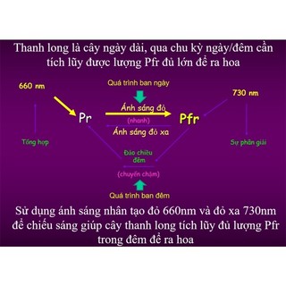 Bóng đèn LED thanh long, hoa cúc 9W