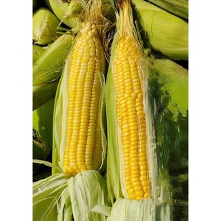 Hạt Giống Ngô (Bắp) Siêu Ngọt Nova 50 Gram