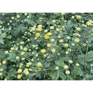 TRÀ HOA CÚC CỔ HỮU CƠ KAROSE 20GR.