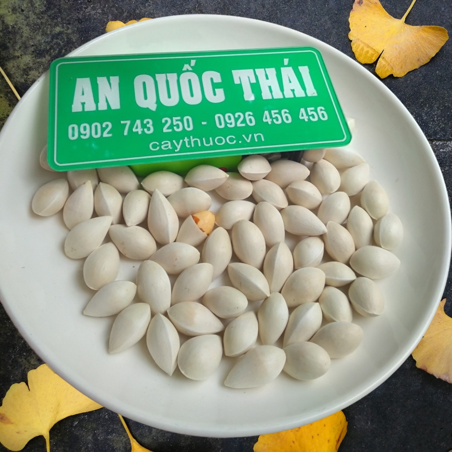 Bạch Quả Tươi [LOẠI 1] 1KG Nguyên Vỏ To, Chắc, Hạt Bạch Quả Nấu Chè, Rang Muối, Hầm Gà Siêu Ngon