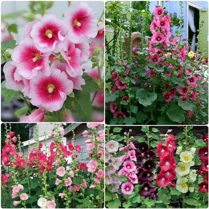 Hạt hoa mãn đình Hồng hoa tết